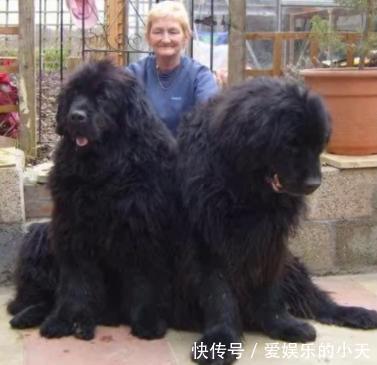 家里养上这些宠物狗,相信会是不一样的体验 大满贯电子游艺