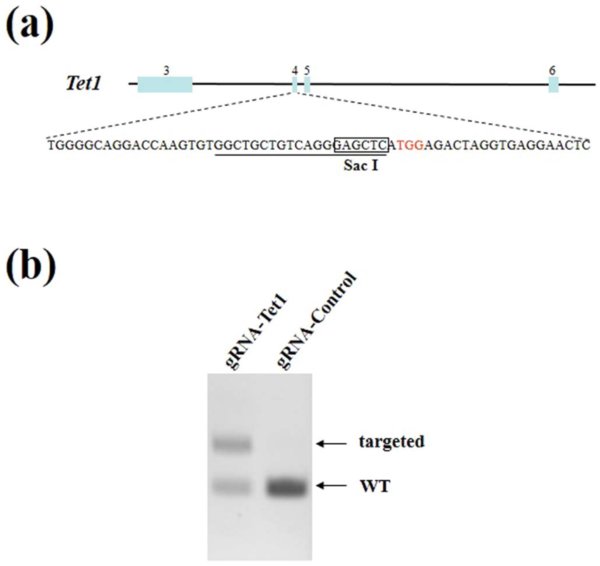 分子生物学中gRNA-control,gRNA-tet1什么