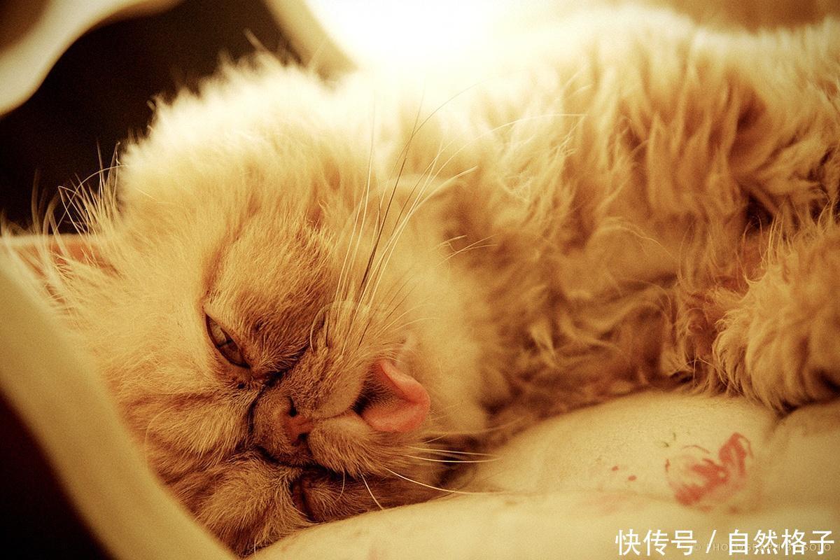 睡觉姿势最多的猫科动物:身体能摆出的动作,都