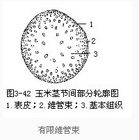 有限维管束是蕨类植物和单子叶植物的维管束中,韧皮部与木质部