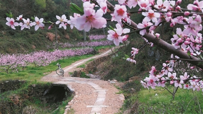 山村、栈桥、花海、古道…… 带你解锁春天最正确的打开方式