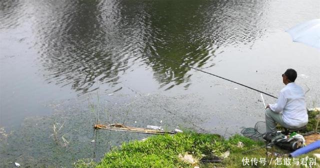 农村河中出现异常死鱼,钓鱼人称鱼又遇到钓鱼