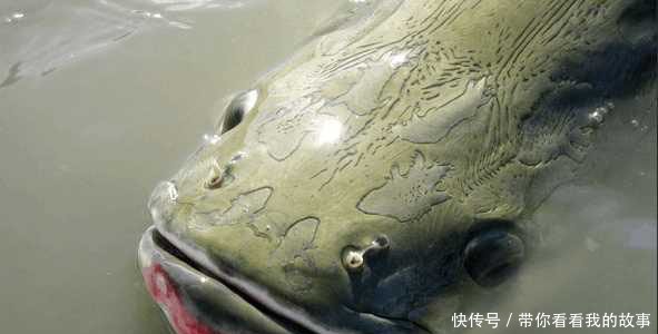 活化石巨骨舌鱼--世界十大最凶猛淡水鱼之一