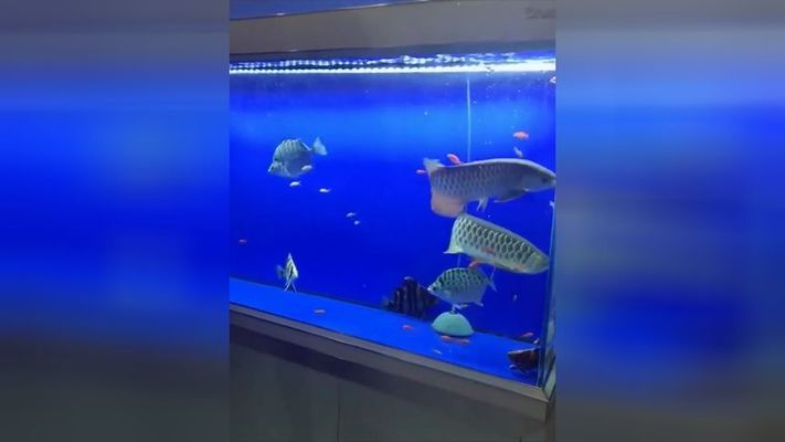 魚缸里的褐藻怎么除 水族問答