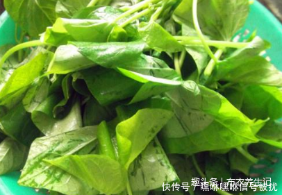 每天坚持吃一把这种绿色蔬菜,身体棒棒的,促进