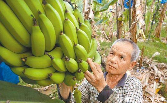 香蕉什么时候开 t0108e1cc285a3bdb11.png