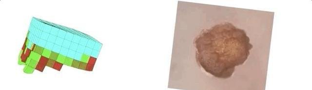 活体可编程机器人