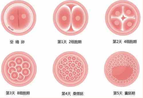 泰国试管囊胚移植优点,准妈妈需要了解一下