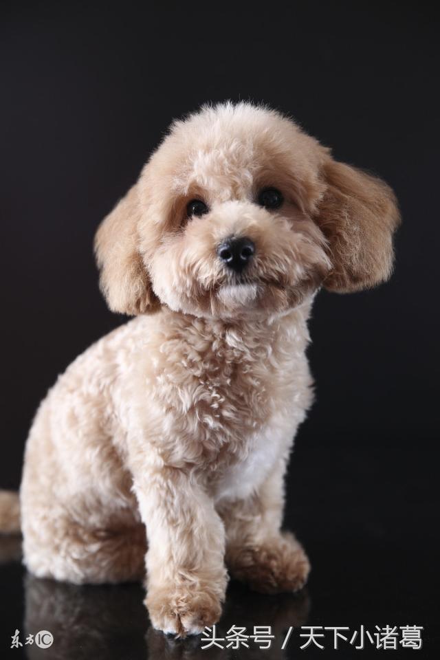 秦岚在李小璐和杨幂的风波中没有发声 其余小