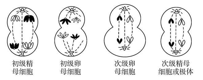 孤雌繁殖的生物学意义，孤雌繁殖与生物多样性关系孤雌繁殖与生物多样性关系