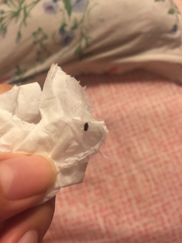 床上的小虫子,谁知名字