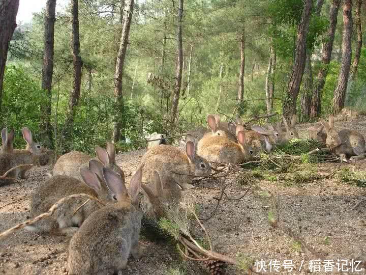 靠山吃山，农民在山里生态养殖它，每年收益三十多万