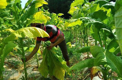 100元一包的高档香烟,成本到底多少钱?看完你还想抽烟吗?