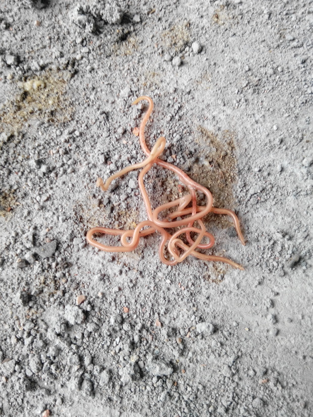 蛇寄生虫是什么样子的?_365问答