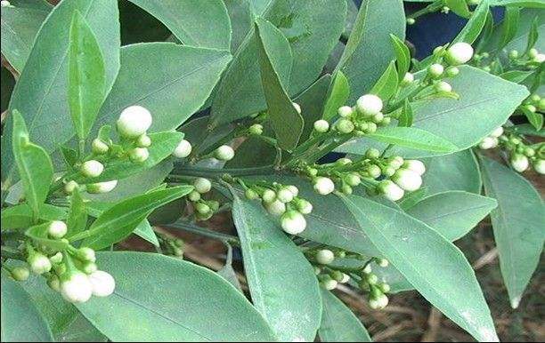 砂糖桔什么时后开花_360问答