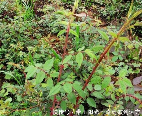 芽芽蓬叫刺苔