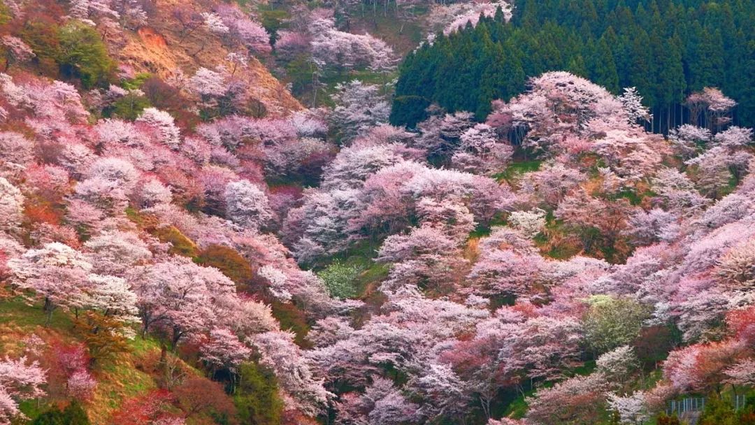 日本有哪些小众赏樱地 我们都帮你看好了!