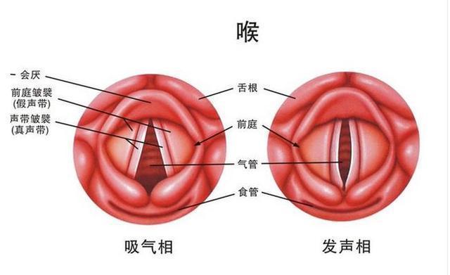 什么食物能润喉咙 t0114725f9e1cd2f61d.jpg