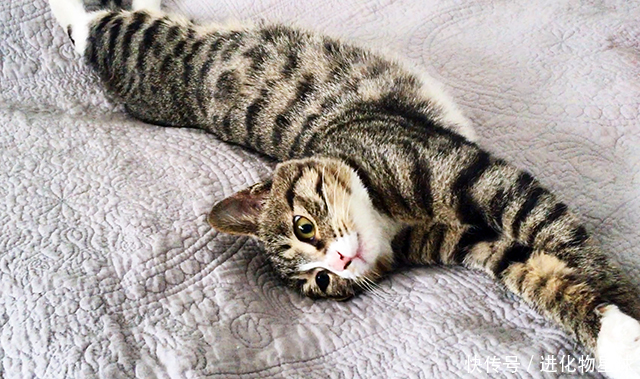 靠家里猫狗主子就能赚钱啦!5000万铲屎官还在