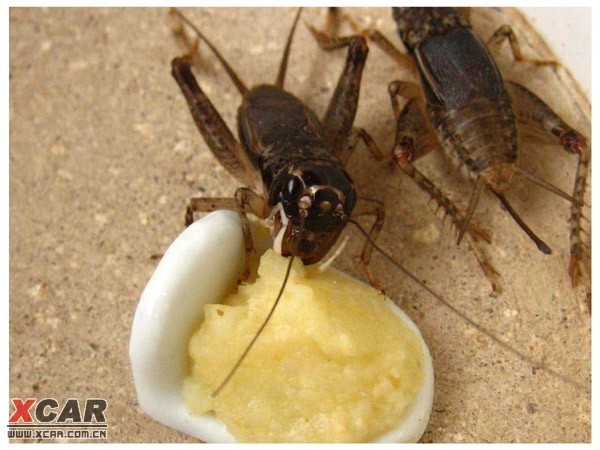 在早秋阶段,蟋蟀的食物基本上以谷类为主,间或也可喂一些水果.