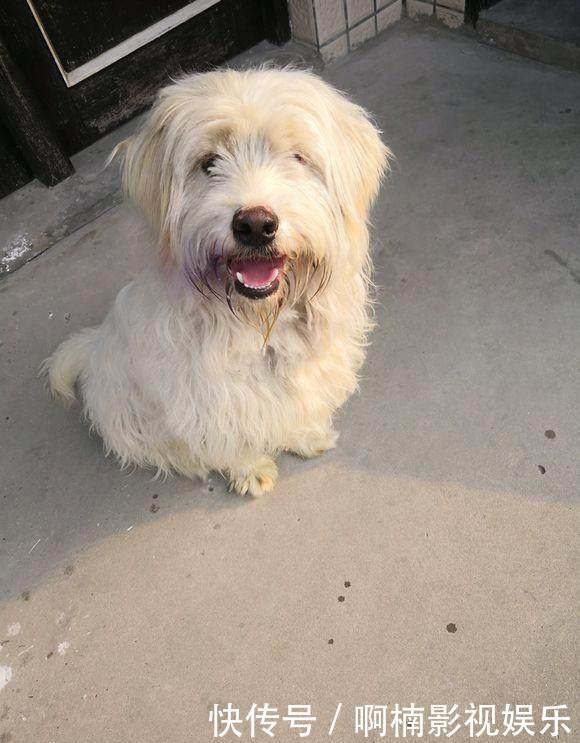 流浪狗跟着女孩回了家,没想到却遭到老妈嘲笑