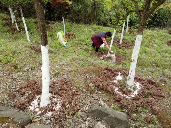【图文】佛头山文化产业园扎实做好景区红梅园管护工作
