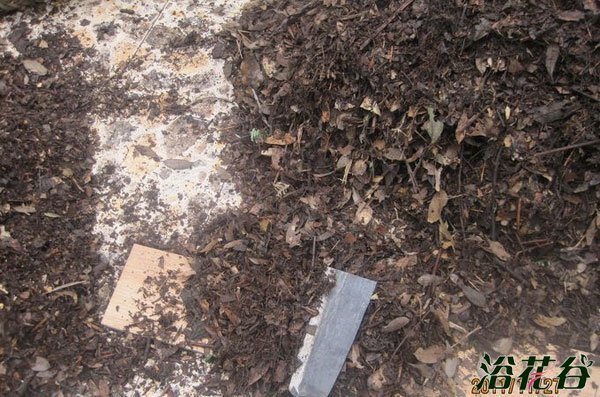 种花用的腐叶土可以用干叶子加土加水腐烂吗?