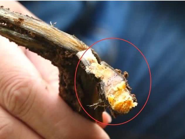 农村小伙为了挖这个宝贝,锄头都挖断了!村里人都称其为“神器”