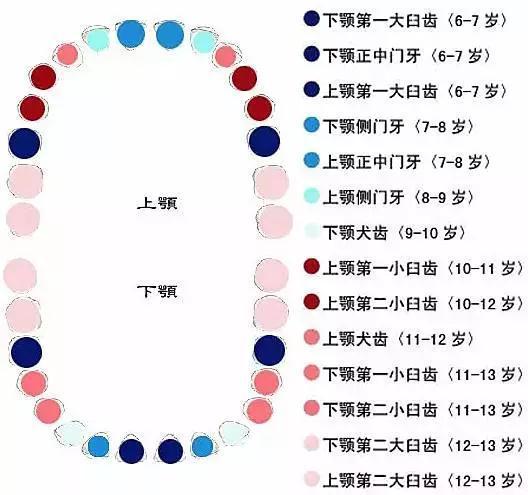 儿童换牙时间表! 爸妈收藏好