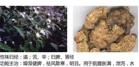 中草药图谱及功效大全 t0118e8062ea89a366c.jpg