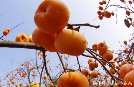 小姨是妇科主任,她怀孕了却坚决不吃这5种水果