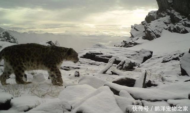 雪豹主要分布于