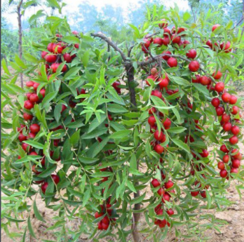 在唐山适应种植欧李吗_360问答