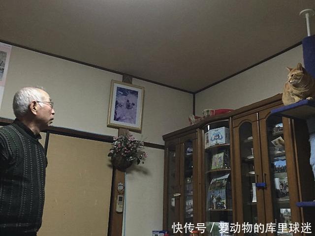 老人因车祸失去家人,只有橘猫陪在身边,每日安慰助其走出悲伤 老人因车祸失去家人,只有橘猫陪在身边,每日安慰助其走出悲伤