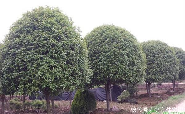 桂花树多少钱一棵