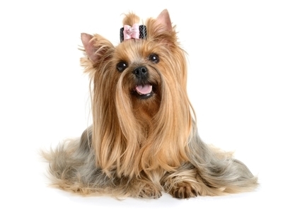 西施犬因长着一张人脸而走红网络,至今无人敢领养! 金百利注册