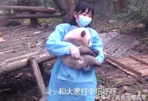 幼儿园中最懒的熊猫,走到哪睡到哪,奶妈抱着它