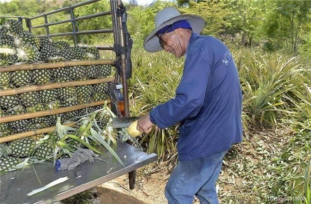 农村老家的黄色宝贝：成堆散落在地里等着人去捡，一次能挣1000多