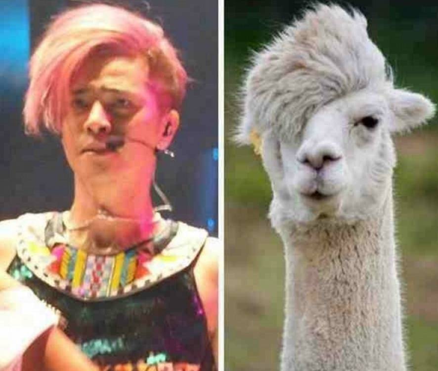 猫界的李荣浩爆红,狗界孙红雷,动物们那些撞脸明星的超搞笑瞬间