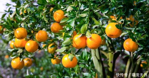 茂谷柑、沃柑、沙糖橘 三大品种栽培管理技术