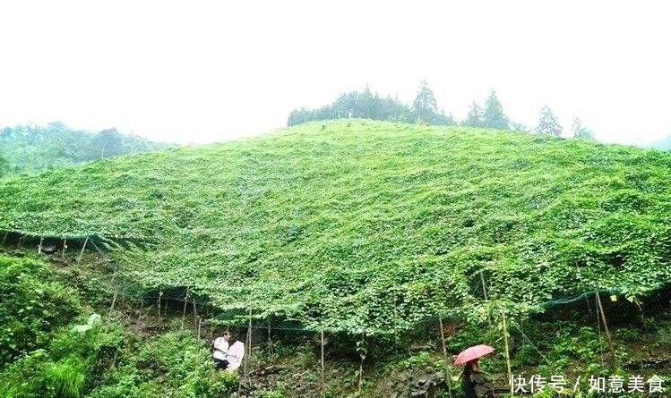 引进我国一直不被重视,现3元一个,阳台种一棵,吃完一茬又一茬 澳门凯旋门平台游戏