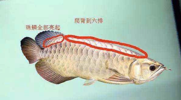 什么病怎么治 龍魚疾病與治療