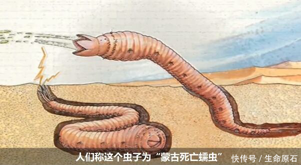 新怪兽档案第三季《蒙古死亡蠕虫》之一