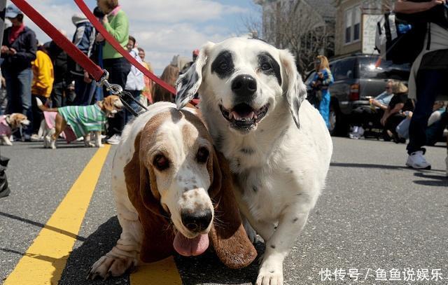 养狗开心,但是遛狗时要注意的这些事儿则直接