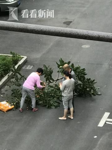 居民为吃枇杷砍倒枇杷树 砍树取果被批太野蛮