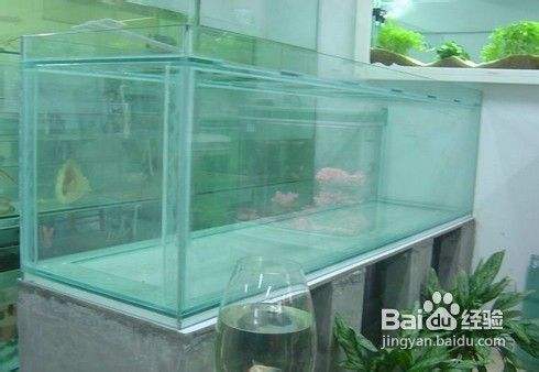 龍沙區(qū)彩虹水族觀賞魚店（龍沙區(qū)彩虹水族觀賞魚店地址）