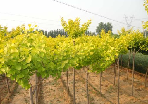 树木赔偿标准价格表