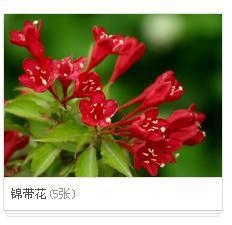 那位网友认识这种花,花名,怎样育苗?帮我解答以下,谢谢。 - 凤英 - 凤英 那位网友认识这种花,花名,怎样育苗?帮我解答以下,谢谢。 - 凤英 - 凤英