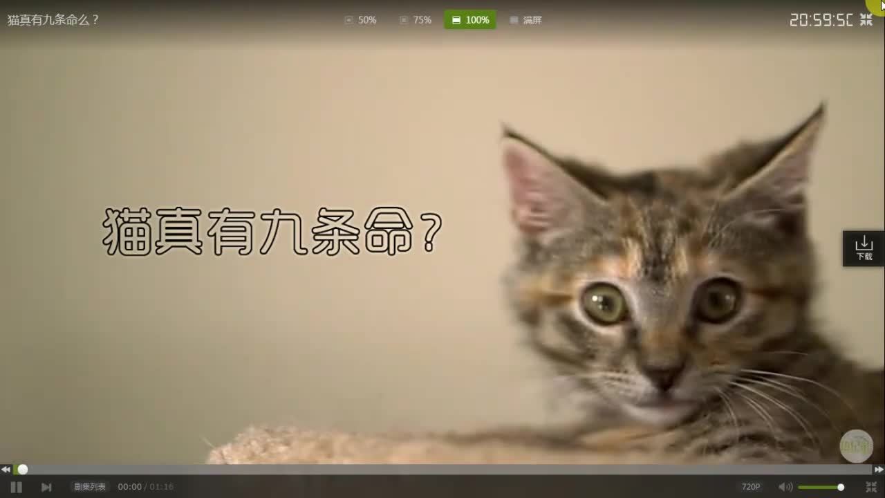 好奇害死猫 猫真的有九条命吗?