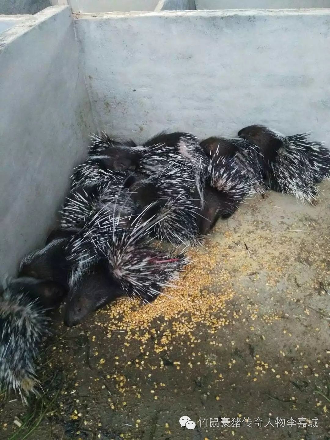 农村养殖业怎么打开销路